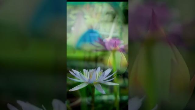 Nymphaeaceae is a family of flowering plants, commonly calledwaterlilies#suluzdiaries #shorts #plan смотреть онлайн