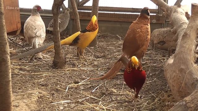 Golden pheasant Золотой фазан и его звуки во время брачных игр смотреть онлайн