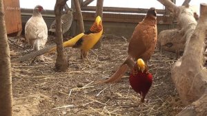 Golden pheasant Золотой фазан и его звуки во время брачных игр