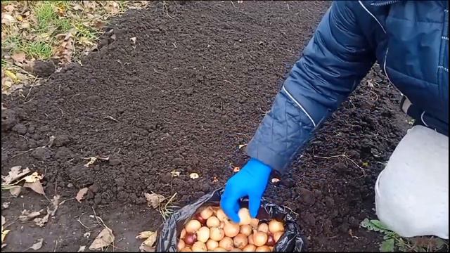 что делать если лук репка вырос мелкий смотреть онлайн