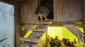 Билефельдерам полтора месяца.