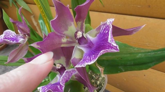 Срочно всем рекомендую. Орхидея Zygonisia Murasaki komachi . смотреть онлайн