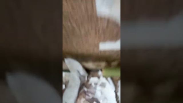 Правильно удаляем бумажные обои смотреть онлайн