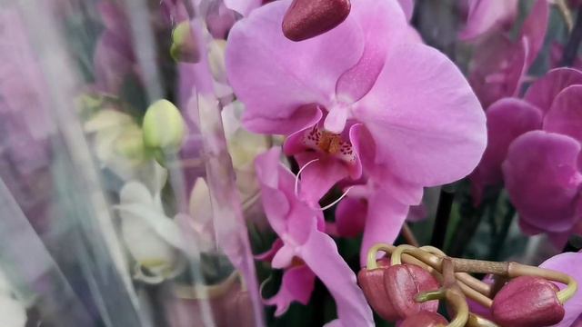 Орхидеи с названиями в свежем завозе ОБИ г. Омск. смотреть онлайн