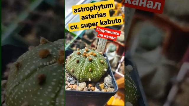 ?astrophytum asterias cv. super kabuto? #cactus #subscribe #подпишись #shorts #trending #кактусы смотреть онлайн
