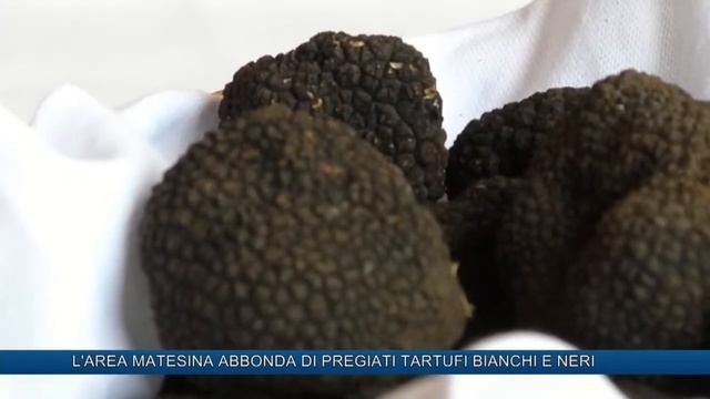 L'AREA MATESINA ABBONDA DI PREGIATI TARTUFI BIANCHI E NERI смотреть онлайн