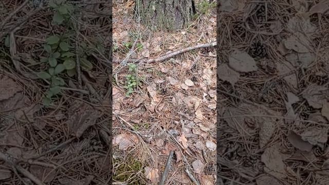 УЖАС!!! Чуть не наступил на змею медянку.... смотреть онлайн