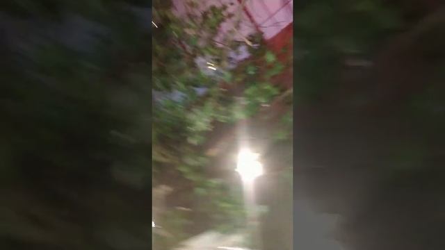 Дерево посреди ресторана,г.Спокен,штат Вашингтон смотреть онлайн