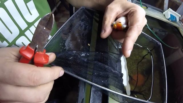 Удаление пирсинга у золотой рыбки смотреть онлайн