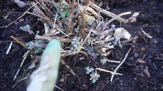 Victorian Herb Garden revamped/ part 1 смотреть онлайн