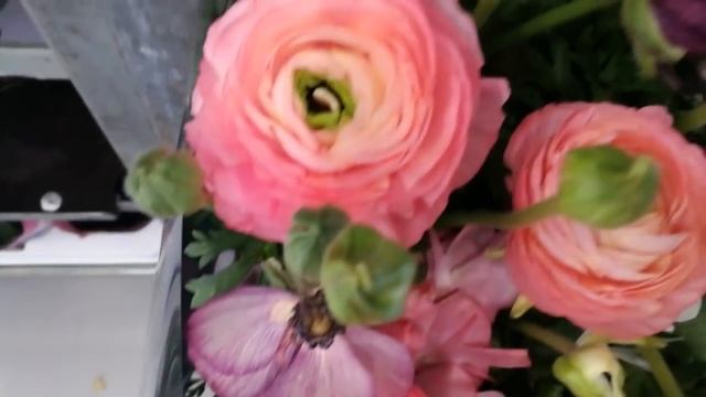 Ранункулюсы в горшочке?.