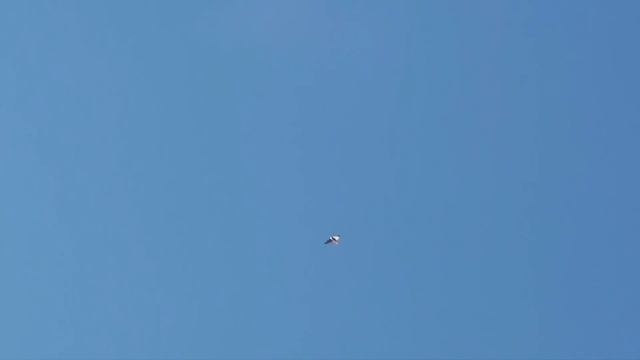 Сокол Сапсан атаки. Falcon Peregrine Falcon Attack смотреть онлайн