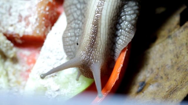 Улитки разбегаются. Ахатина Кравени. смотреть онлайн