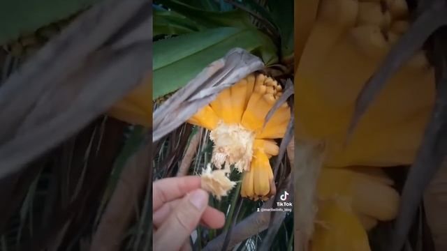 Видели популярные тайские пироженки с Панданом? А вот и фрукт? #travel #fruit #таиланд #пандан смотреть онлайн