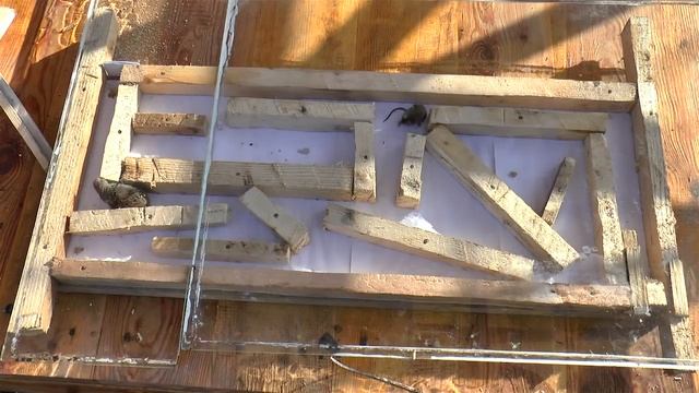 Эксперимент ЛАБИРИНТ ХАРАКТЕР МЫШКА и ПОЛЕВКА Mouse vole trap maze experiments смотреть онлайн