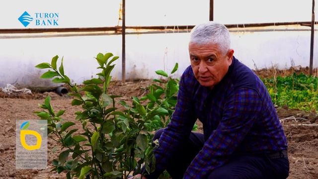 Лимон кўчатини экиш вақти ва техникаси! смотреть онлайн