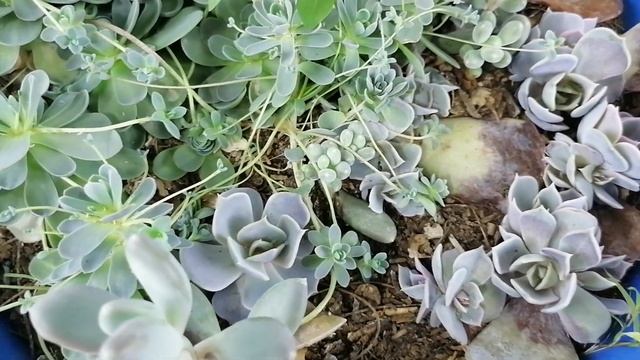 echeveria pollux cuidados y reproduccion donsuculento смотреть онлайн