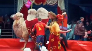 Цирк-шапито Арена Макао