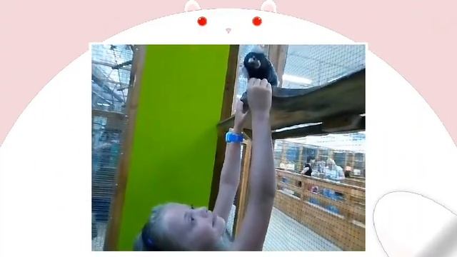 Игрунка - это самая крошечная обезьянка на планете)) смотреть онлайн