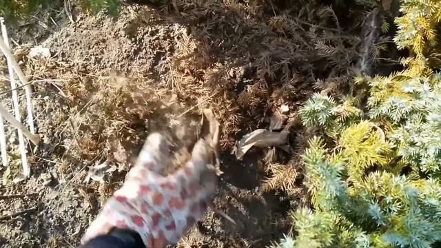 Лечим можжевельник. Часть 3. Ржавчина на можжевельнике. смотреть онлайн