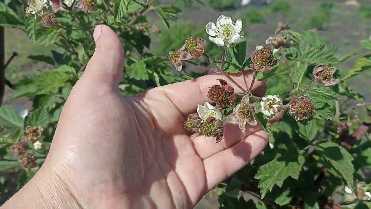 Аномально раннее созревание клубники цветение ежевики. в чем причина? как вы думаете? смотреть онлайн