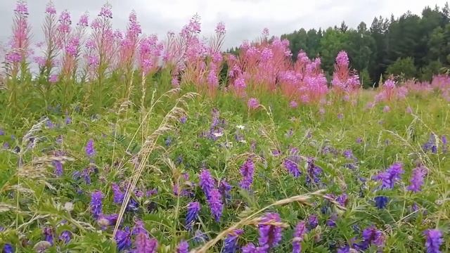 Просто кипрей, просто мышиный горошек смотреть онлайн