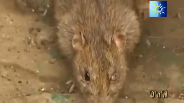 КРЫСЫ АТАКУЮТ !!! Шокирующее видео. смотреть онлайн