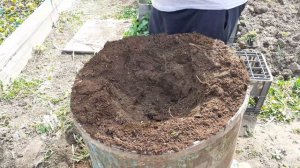 Перевалка петунии в 200 литровую бочку