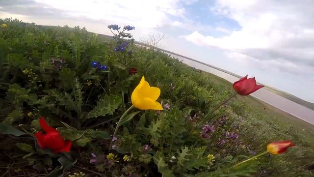 Тюльпан Шренка. Опук. Крым смотреть онлайн