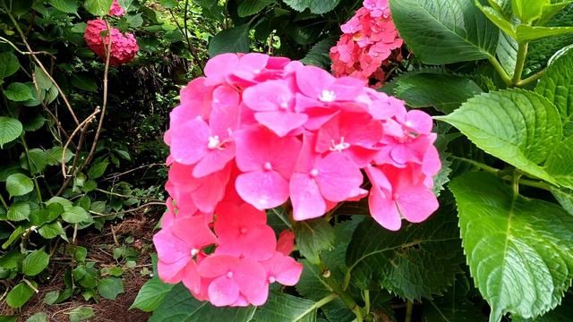 4K Hydrangea in TAEJONGSA | Temple | Busan Korea | 太宗寺 смотреть онлайн