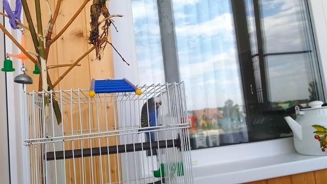 Что едят волнистые поугаи.|Питание волнистых попугаев. смотреть онлайн