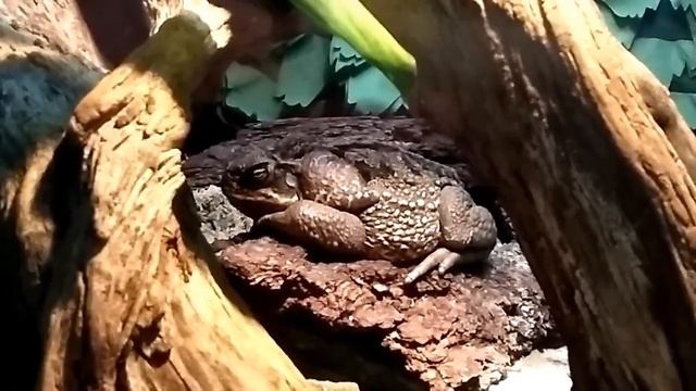 Зоопарк Санкт-Петербург змеи смотреть онлайн