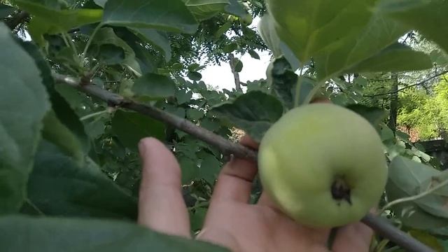 ВЛОГ: Отказали тормоза/ В Германию за автомобилем/ Посылка от Васи)) смотреть онлайн