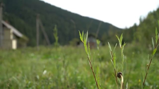 Старик настоял на вскрытии двухдневной могилы внучки, подозревая неладное! Откинув крышку гроба... смотреть онлайн