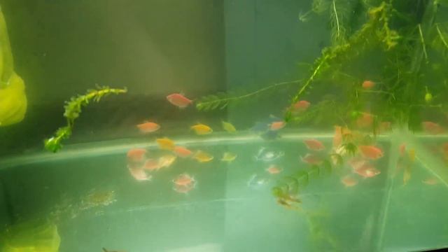 Как быстро очистить воду в аквариуме от мути и зеленой воды без химии, за 50 рублей! Секрет раскрыт смотреть онлайн