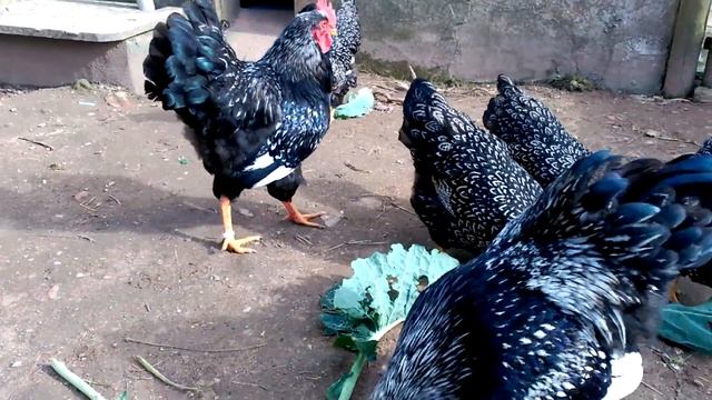 Galinhas Barnevelder Double Laced Silver Portugal смотреть онлайн
