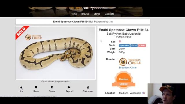 Breeders Circle Ball Python Morph Combos | Jack's Reptiles смотреть онлайн