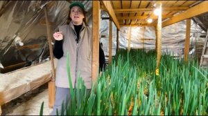 БИЗНЕС НА ЗЕЛЕНОМ ЛУКЕ | Выращивание лука на перо