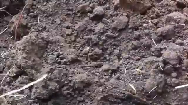 Коп монет/Нашли КЛАД!!! смотреть онлайн
