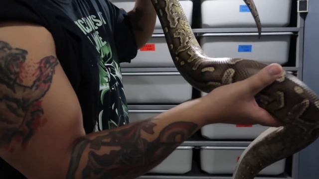 Handling An Adult Super Angry Ball Hybrid! 3 Species Hybrid Python. смотреть онлайн