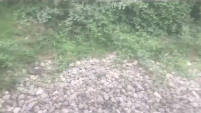 ШОК!!!СЪЕЛ ЯДОВИТЫЕ ЯГОДЫ?! смотреть онлайн