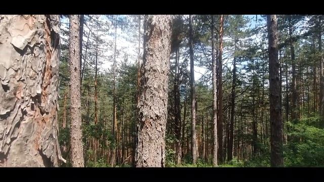 МЕНЯЕМ ОБСТАНОВКУ.ЛЕС.ЧЕРЕШНЯ.ВЕЛИНГРАД .БОЛГАРИЯ. смотреть онлайн