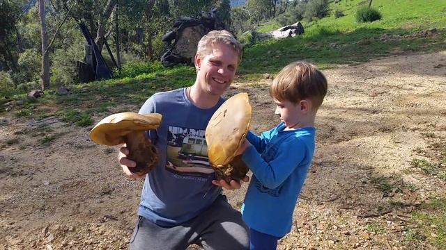 Нашли огромные Грибы в Австралии // Very big Mushrooms near Wombeyan caves смотреть онлайн