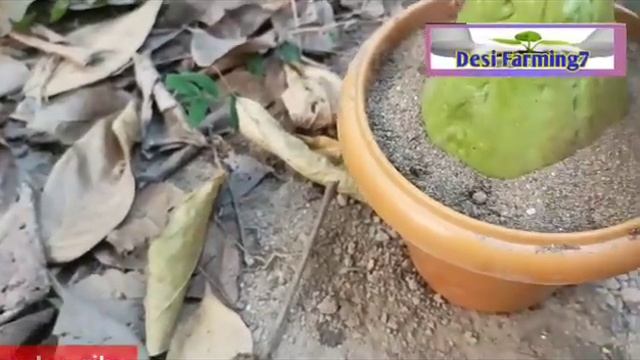 How to propagate chayote tree from chayote fruit,, growing chayote at home is so easy смотреть онлайн
