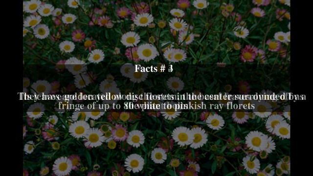 Erigeron karvinskianus Top # 6 Facts смотреть онлайн