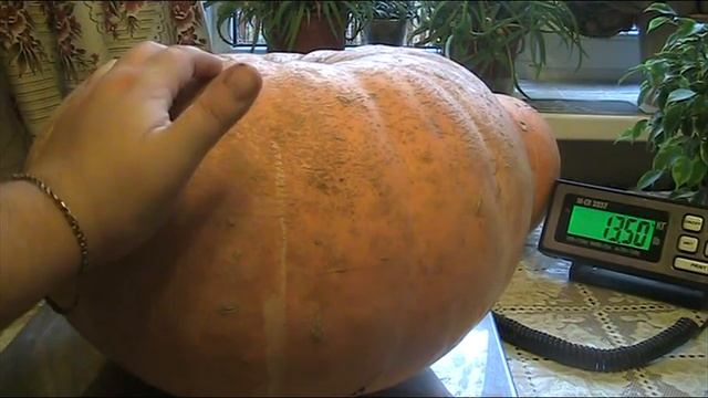 Тыква сортовая - " Атлантик Гигант". октябрь 2017 г //Секреты хороших урожаев. смотреть онлайн