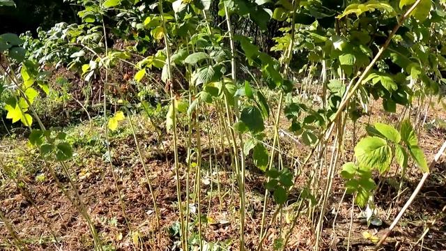 Купили заброшенную дачу #18 серия. Ужин в казане. Снесли пристройку. Сносим строение погреба. смотреть онлайн