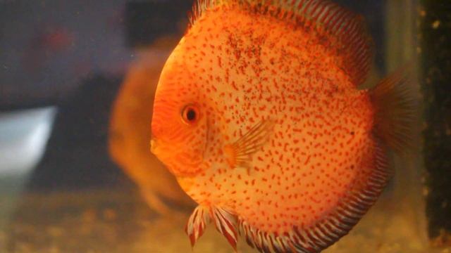 Леопарды пара Золотой змея + Эрапшен змея часть 1 смотреть онлайн