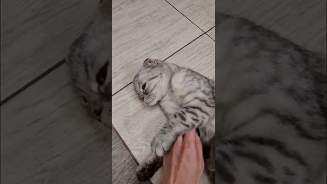 Амелия смотреть онлайн