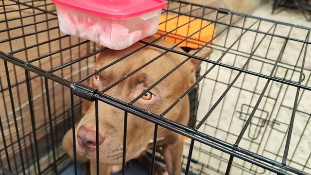 Выставки «Кубок СКОР – 2023» и «VIP Дог-шоу – 2023» #питбульвайб #питбуль #собака смотреть онлайн